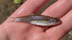 Notropis wickliffi