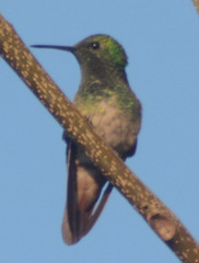 Saucerottia beryllina