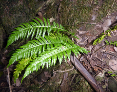 Blechnum medium