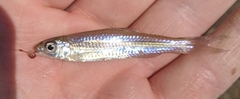 Notropis wickliffi