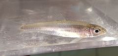 Notropis wickliffi