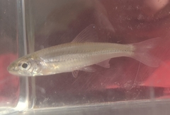 Notropis wickliffi