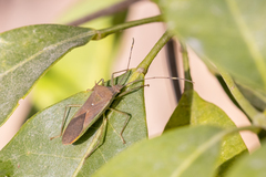 Paradasynus spinosus