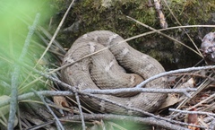 Crotalus willardi willardi