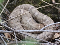Crotalus willardi willardi