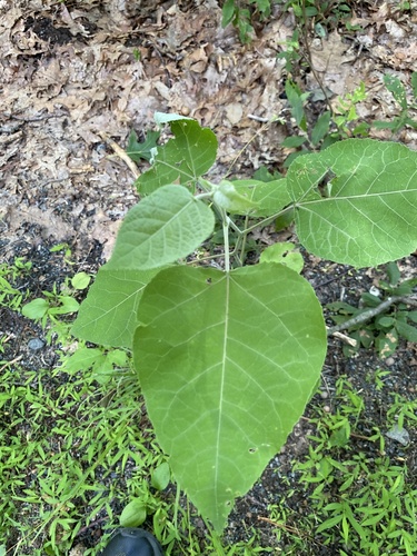bigtooth aspen (Populus grandidentata)
