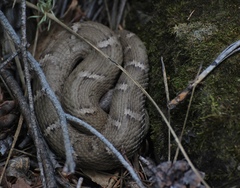 Crotalus willardi willardi