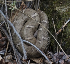 Crotalus willardi willardi