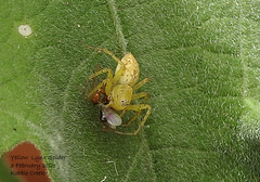 Oxyopes punctatus