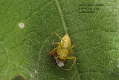 Oxyopes punctatus