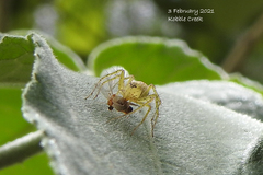 Oxyopes punctatus
