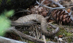 Crotalus willardi willardi