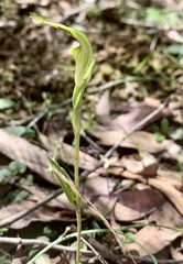 Pterostylis decurva