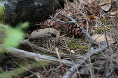 Crotalus willardi willardi