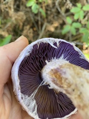 Cortinarius