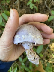 Cortinarius