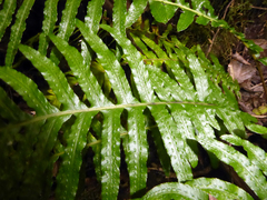 Blechnum medium