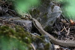 Crotalus willardi willardi
