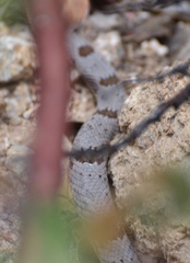 Crotalus lepidus