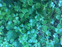 Hydrocotyle tripartita
