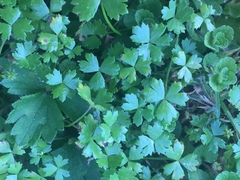 Hydrocotyle tripartita