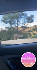 Odocoileus hemionus