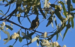 Ptilotula penicillata