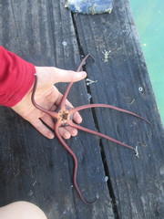 Ophiopsammus maculata