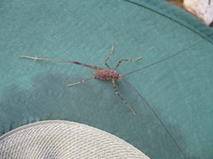 Pachyrhamma acanthocerum