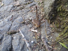 Pachyrhamma acanthocerum