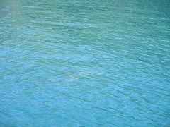 Carcharhinus brachyurus