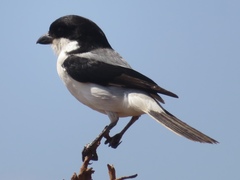Lanius dorsalis
