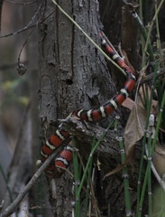 Lampropeltis pyromelana