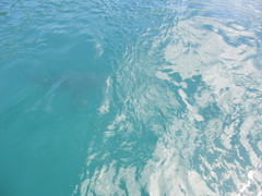 Carcharhinus brachyurus