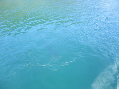 Carcharhinus brachyurus