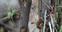 Lampropeltis pyromelana