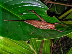 Ischnomela pulchripennis