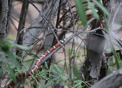 Lampropeltis pyromelana