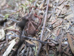 Uliodon albopunctatus