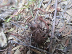 Uliodon albopunctatus