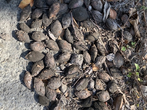 Terminalia catappa