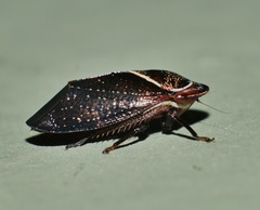 Drabescus samoanus