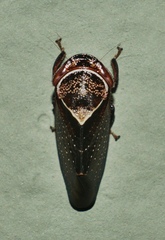 Drabescus samoanus