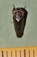 Drabescus samoanus