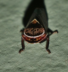 Drabescus samoanus