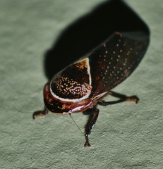 Drabescus samoanus