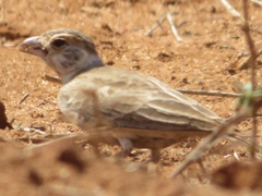 Eremopterix