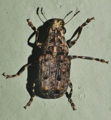 Apatenia insignis