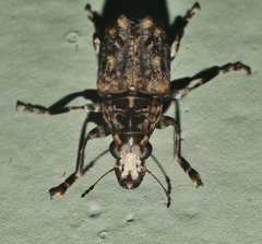 Apatenia insignis