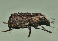 Apatenia insignis